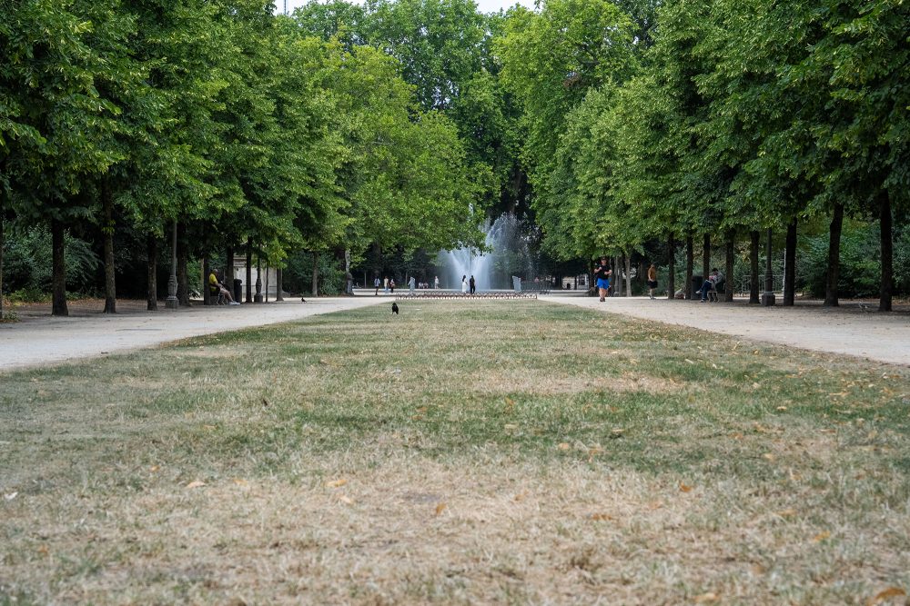 Vertrockneter Rasen im Park, drumherum Bäume