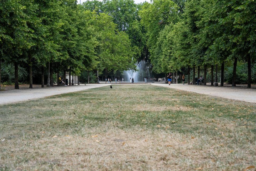 Vertrockneter Rasen im Park, drumherum Bäume