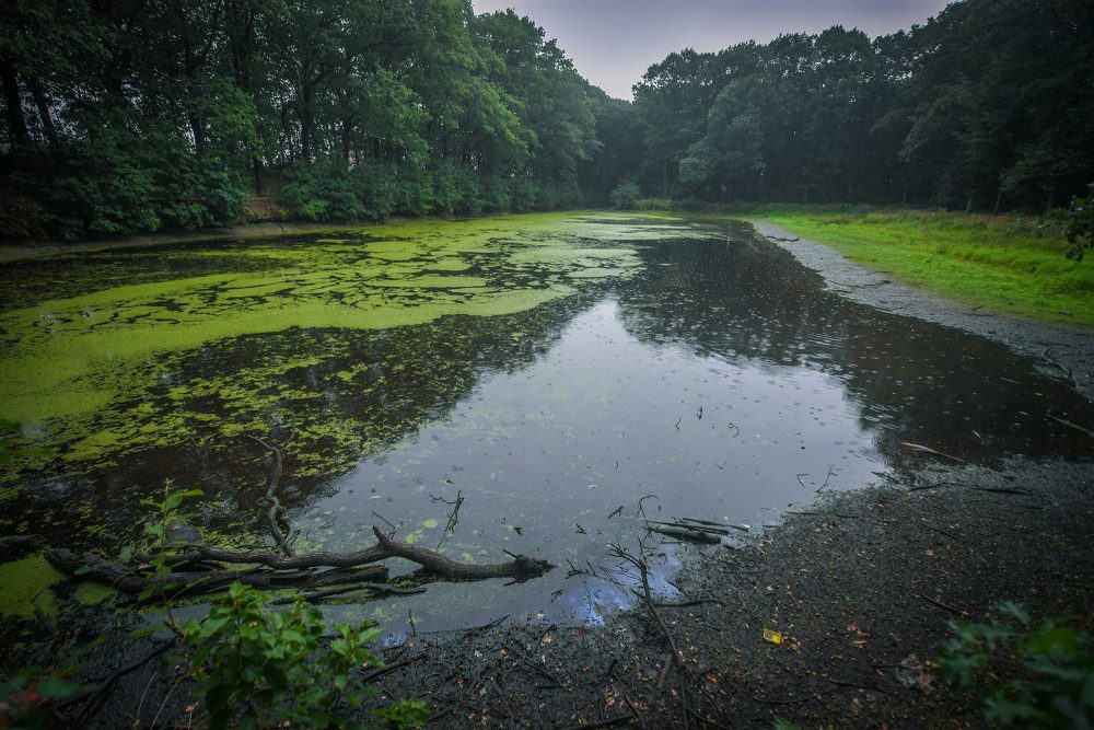 Ein Gewässer in der Provinz Antwerpen, in dem die Fische unter großer Hitze leiden