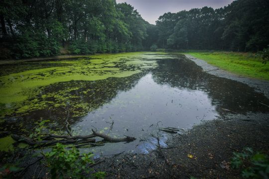 Ein Gewässer in der Provinz Antwerpen, in dem die Fische unter großer Hitze leiden