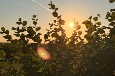 Sonnenfinsternis 2026 über Ostbelgien - die Fotos unserer Nutzer