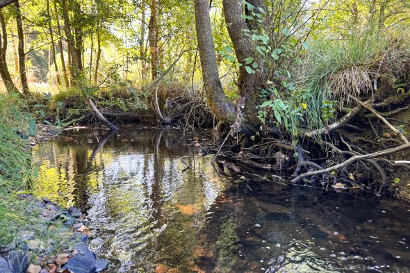 Colvenderbach bei Heppenbach