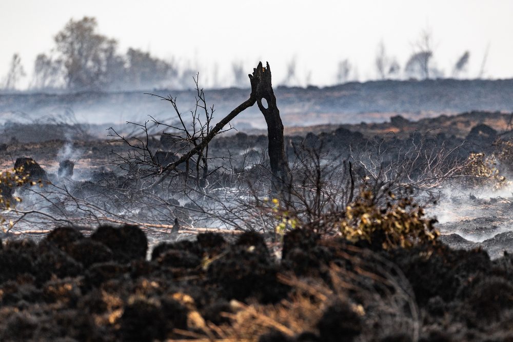 Vom Feuer betroffenes Gebiet im Hohen Venn