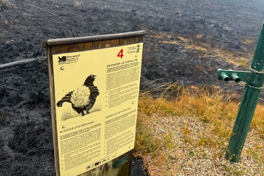 Schild mit Informationen zum Birkhuhn vor verbrannter Vennfläche