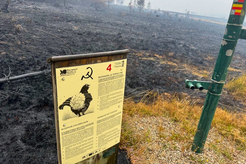 Schild mit Informationen zum Birkhuhn vor verbrannter Vennfläche