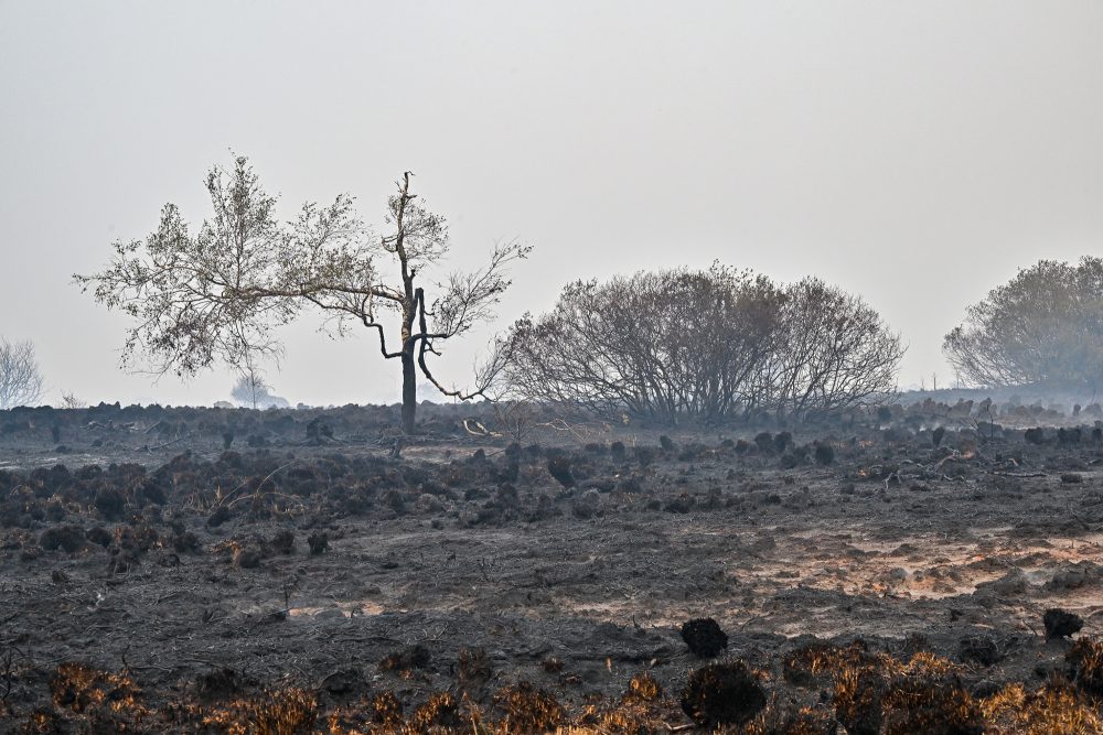 Ausgebrannte Moorlandschaft im Hohen Venn