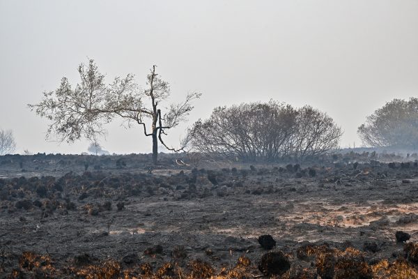 Ausgebrannte Moorlandschaft im Hohen Venn