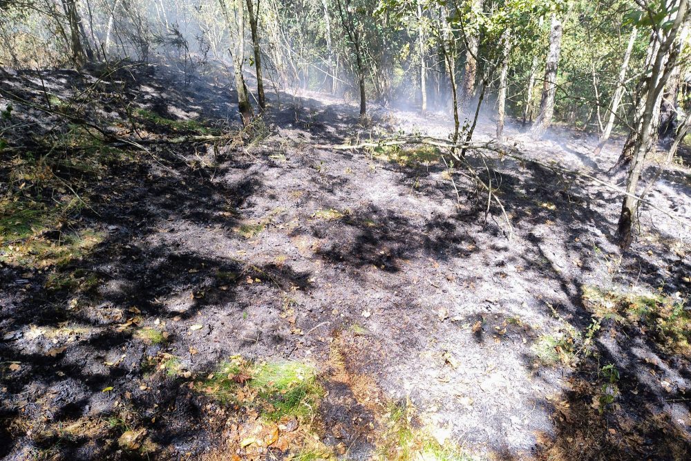 Verbranntes Waldstück zwischen Schönberg und Meyerode