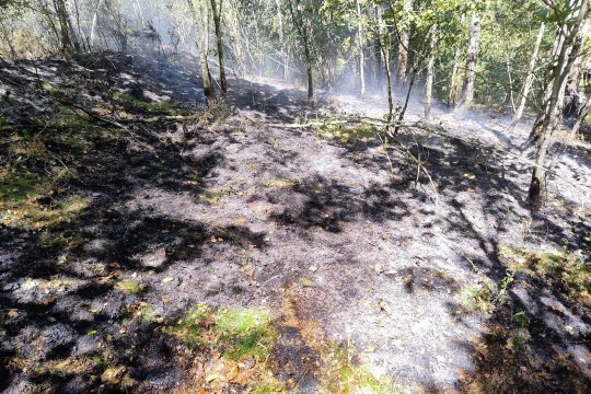 Verbranntes Waldstück zwischen Schönberg und Meyerode