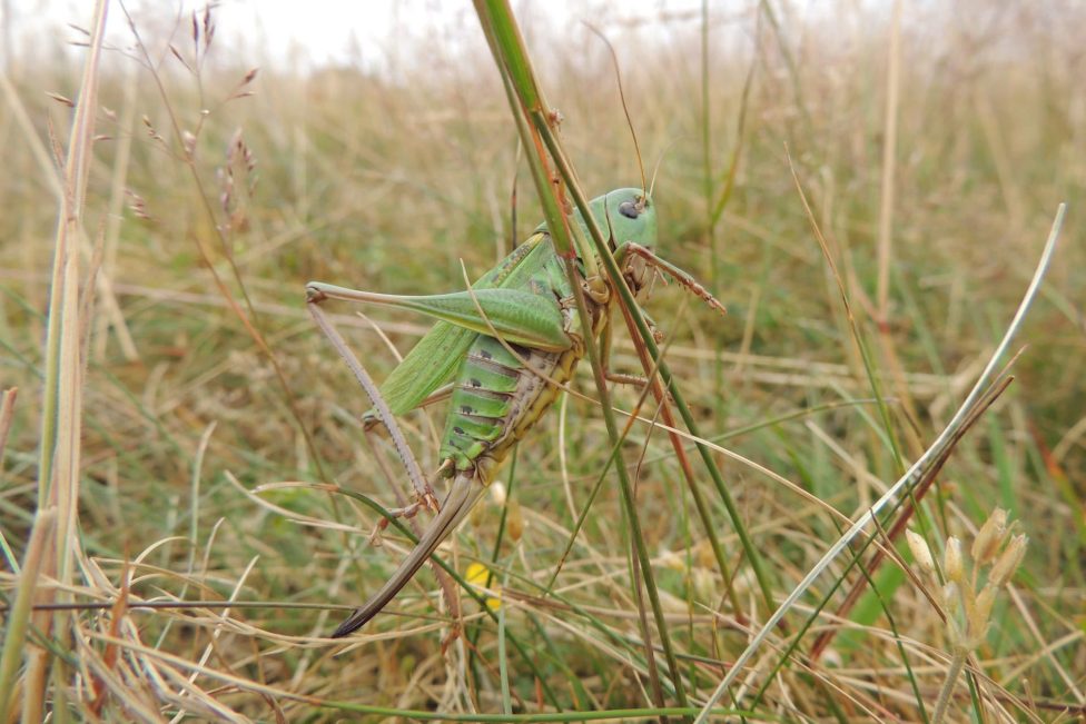 Ein Warzenbeißer im Nationalpark Eifel