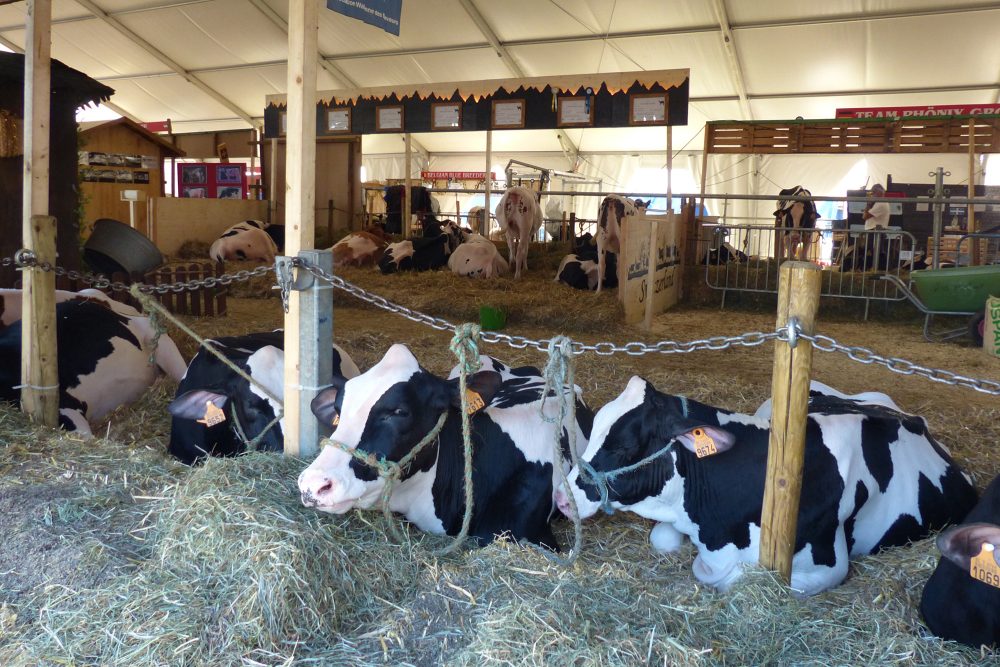 Kühe bei der Landwirtschaftsmesse in Battice