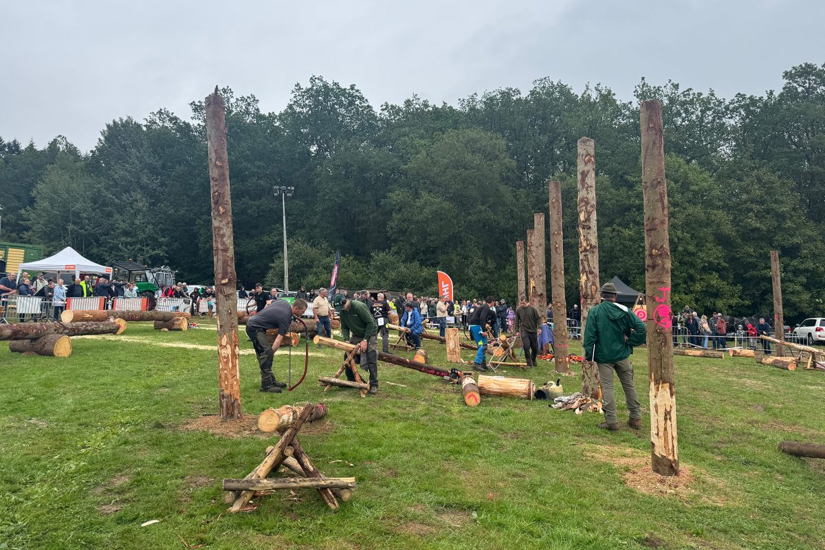 Teilnehmer auf der Wiese inmitten von Holzstämmen