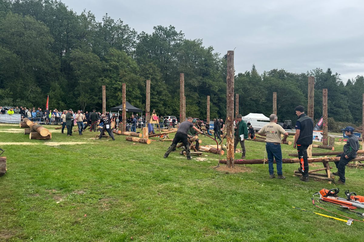 Teilnehmer auf der Wiese inmitten von Holzstämmen