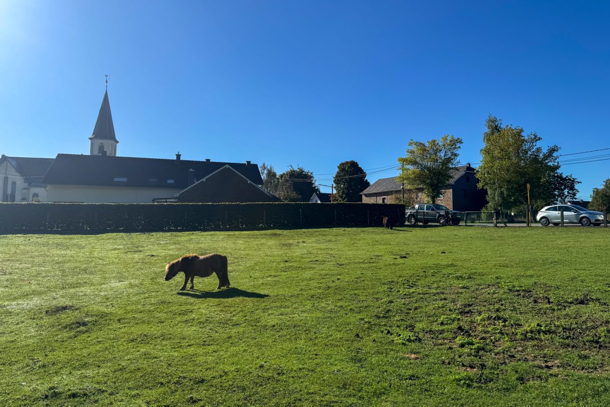 Auf einer großen Wiese neben dem Hof Peters steht ein Pferd