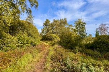Wanderweg im Imgenbroicher Venn