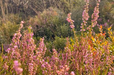 Blumen im Imgenbroicher Venn