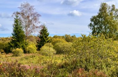 Natur im Imgenbroicher Venn