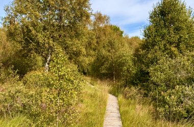 Holzstege auf einem Wanderweg im Imgenbroicher Venn
