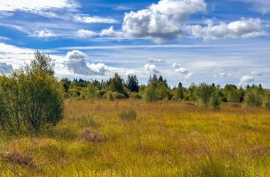 Natur im Imgenbroicher Venn