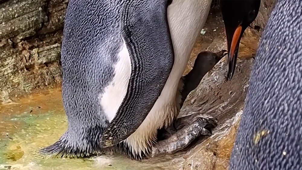 Das frisch geschlüpfte Königspinguinküken im Zoo von Antwerpen