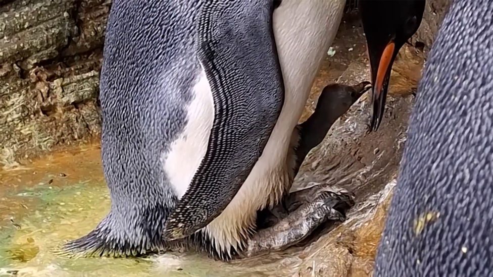 Das frisch geschlüpfte Königspinguinküken im Zoo von Antwerpen