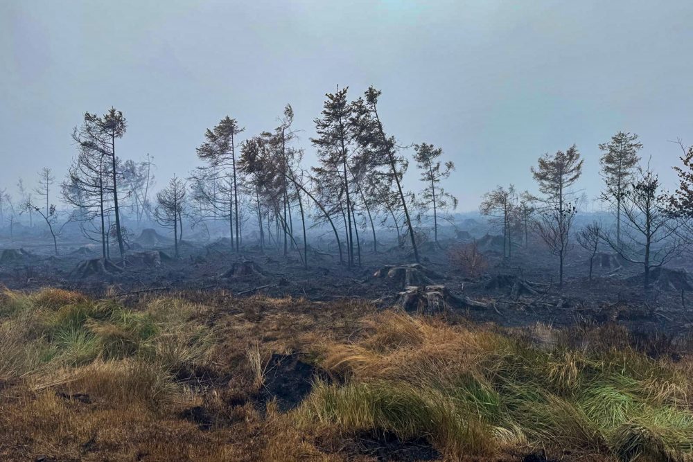 Bäume in der verbrannten Vennlandschaft