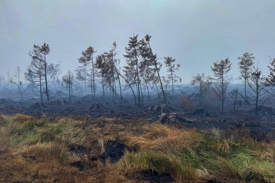 Bäume in der verbrannten Vennlandschaft