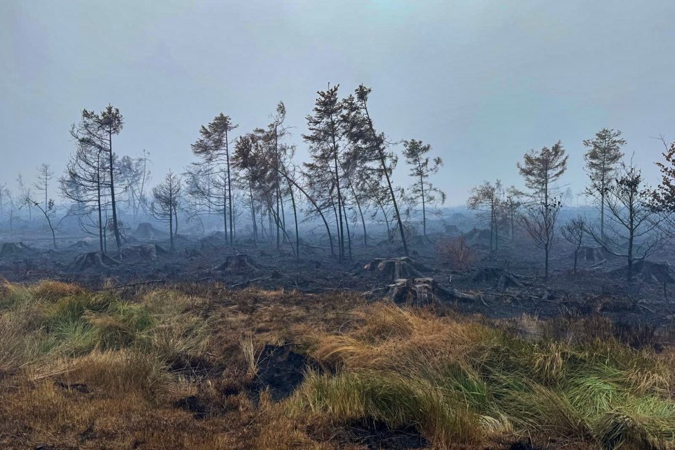 Bäume in der verbrannten Vennlandschaft