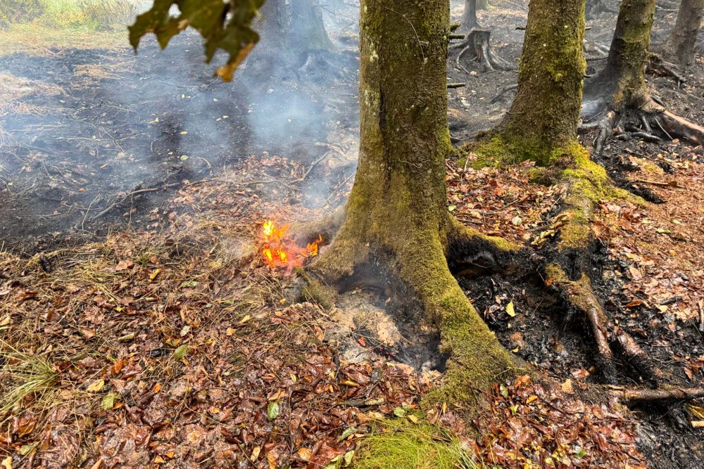 Aufflackerndes Feuer an einem Baumstamm