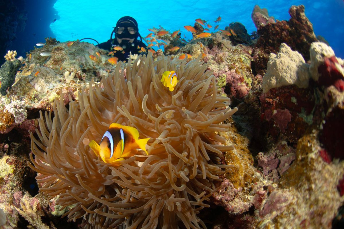 Taucher im Wasser hinter Korallen