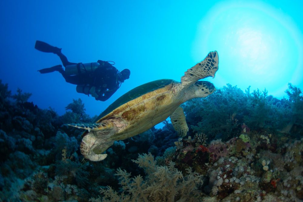 Taucher im Wasser neben Meerestier