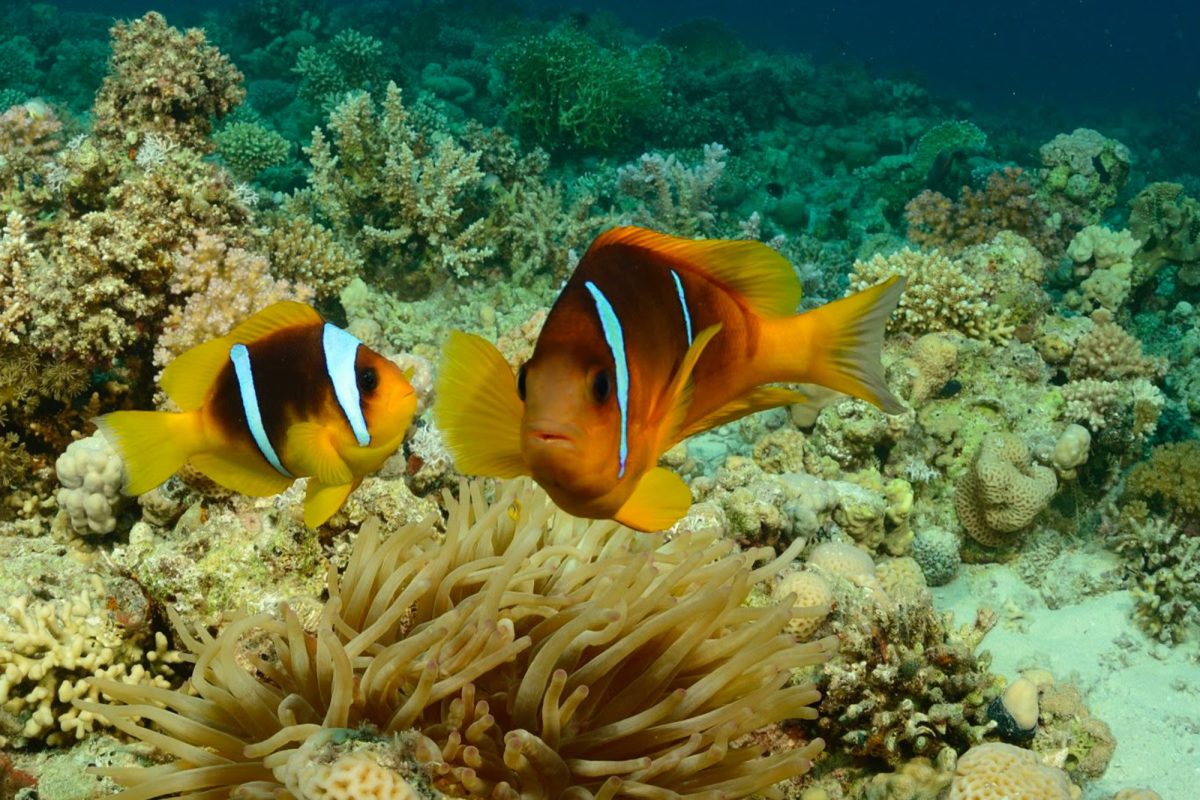 Fische im Wasser