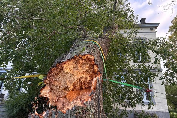 Der umgekippt Baum in Nahaufnahme