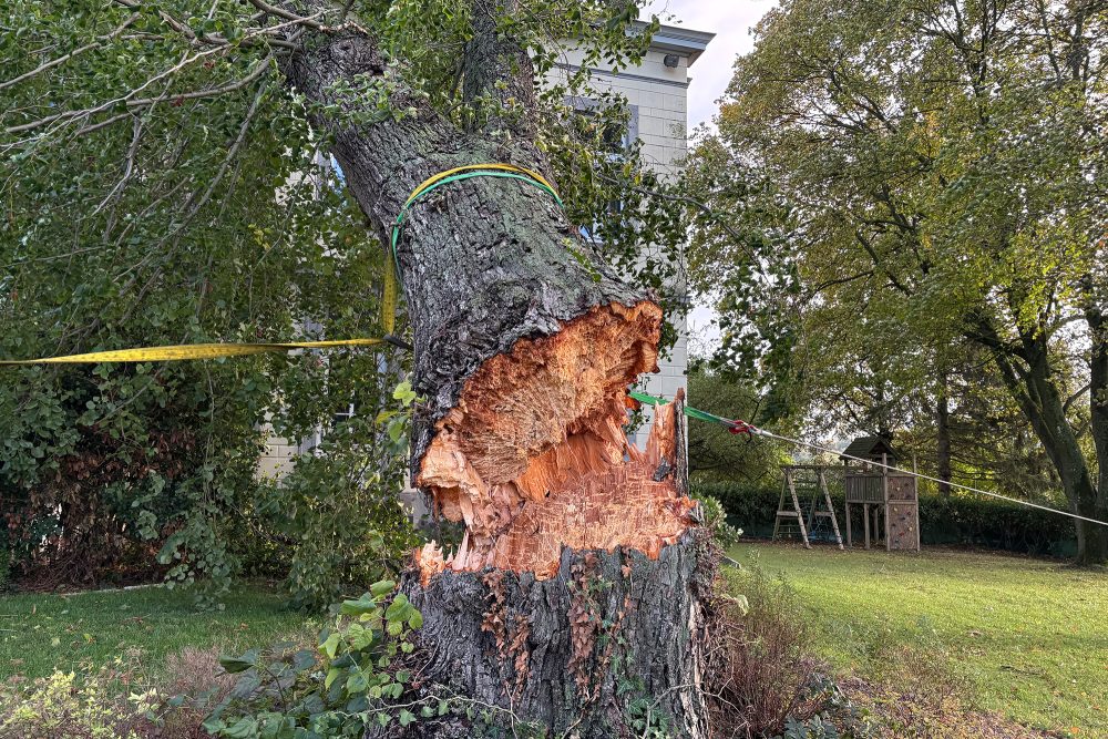 Der umgekippte Baum, gesichert von der Feuerwehr