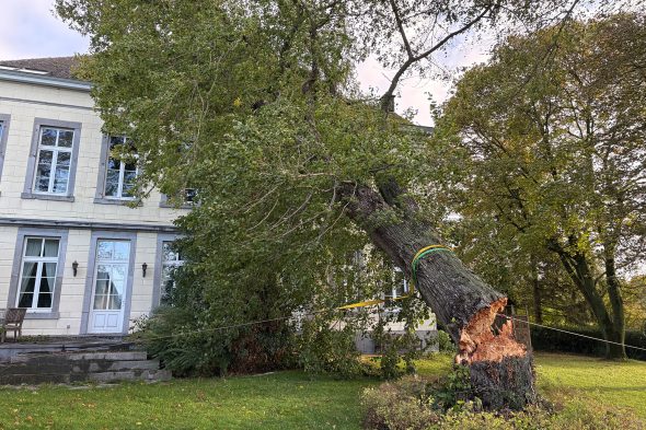 Der umgekippt Baum