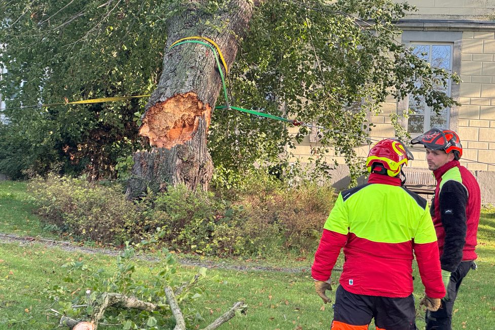 Der umgekippt Baum in Nahaufnahme