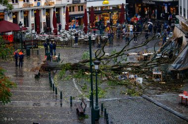Umgekippter Baum in der Rue du Marché aux Herbes in Brüssel