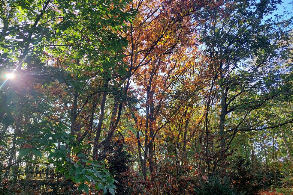 Herbstsonne im Wald