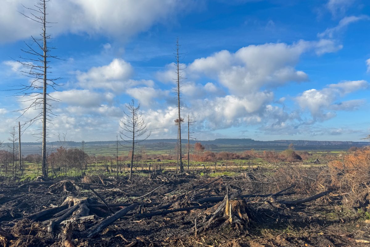 Verbrannte Vennlandschaft, zwischen verkohlten Stellen ist bereits etwas Grün zu sehen