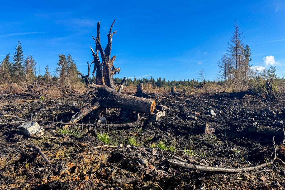 Verbrannte Vennlandschaft, zwischen verkohlten Stellen ist bereits etwas Grün zu sehen