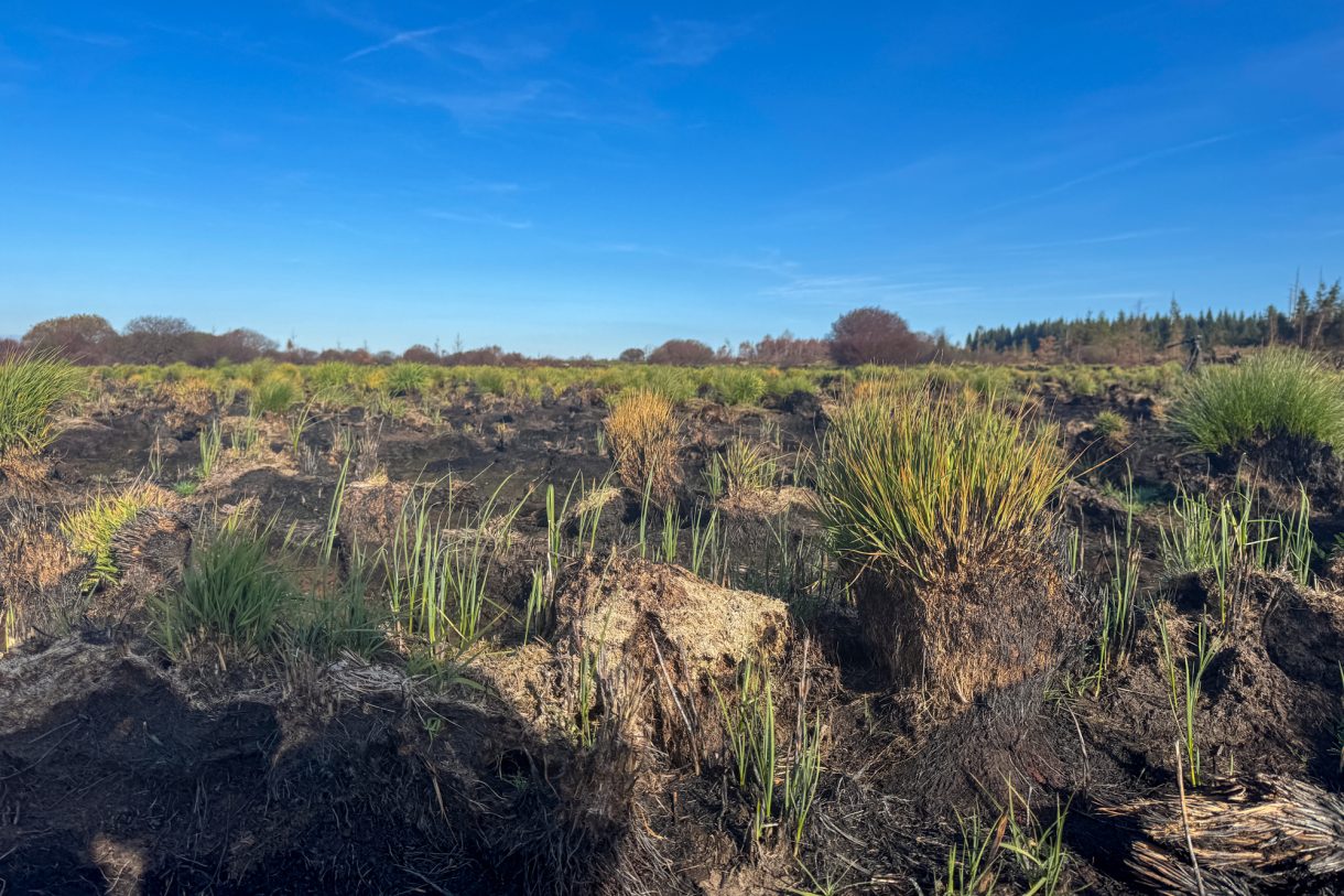 Verbrannte Vennlandschaft, zwischen verkohlten Stellen ist bereits etwas Grün zu sehen