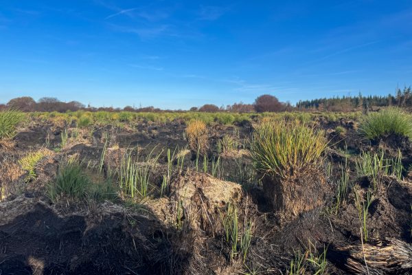 Verbrannte Vennlandschaft, zwischen verkohlten Stellen ist bereits etwas Grün zu sehen