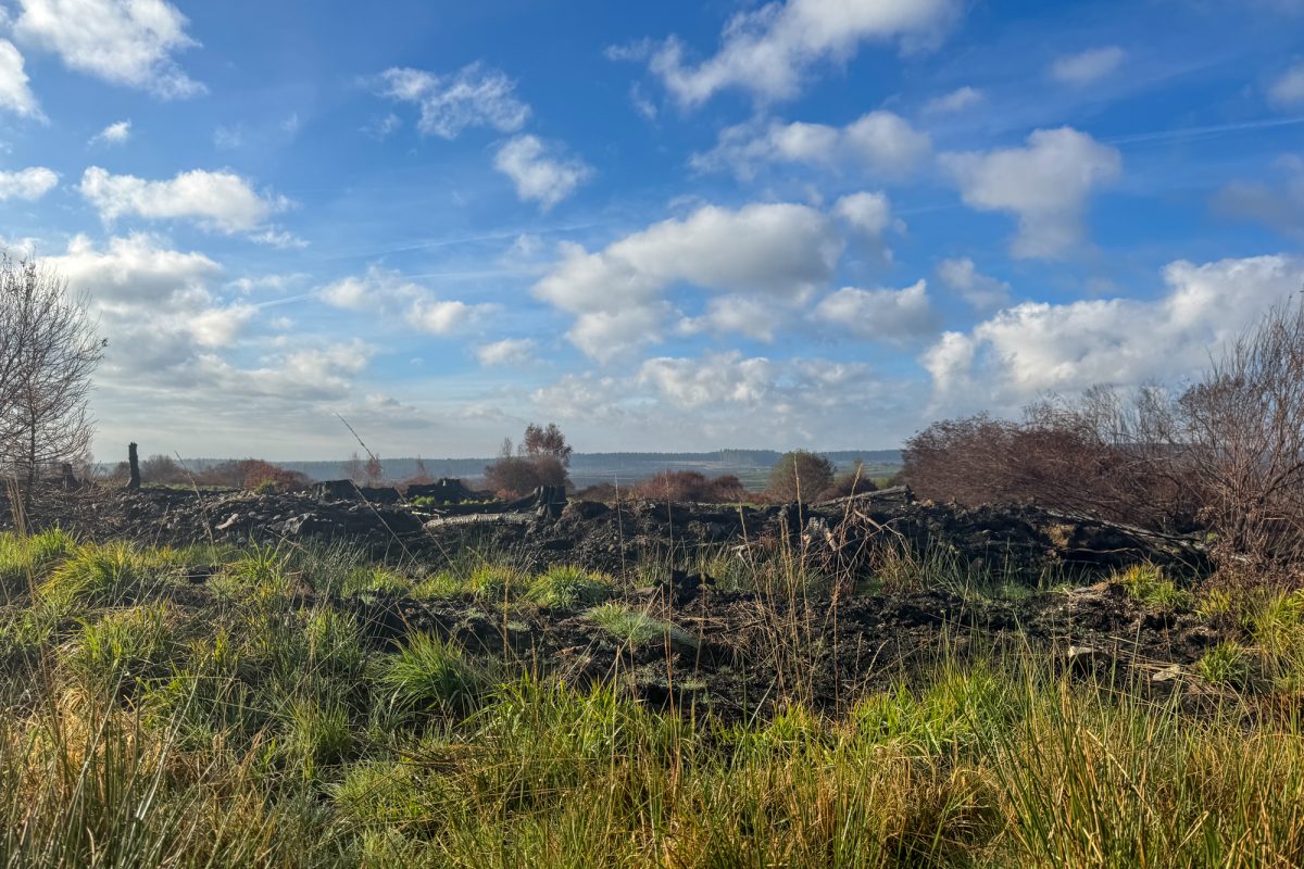 Verbrannte Vennlandschaft, zwischen verkohlten Stellen ist bereits etwas Grün zu sehen
