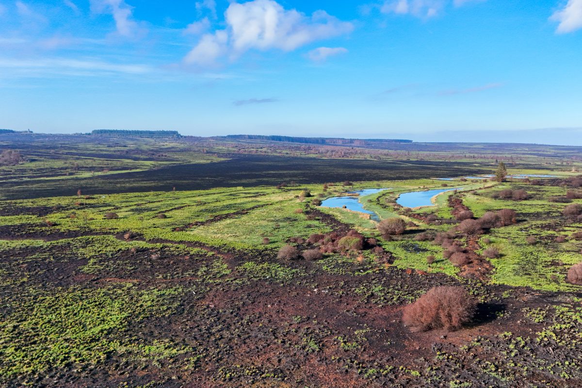 Verbrannte Vennlandschaft, zwischen verkohlten Stellen ist bereits etwas Grün zu sehen