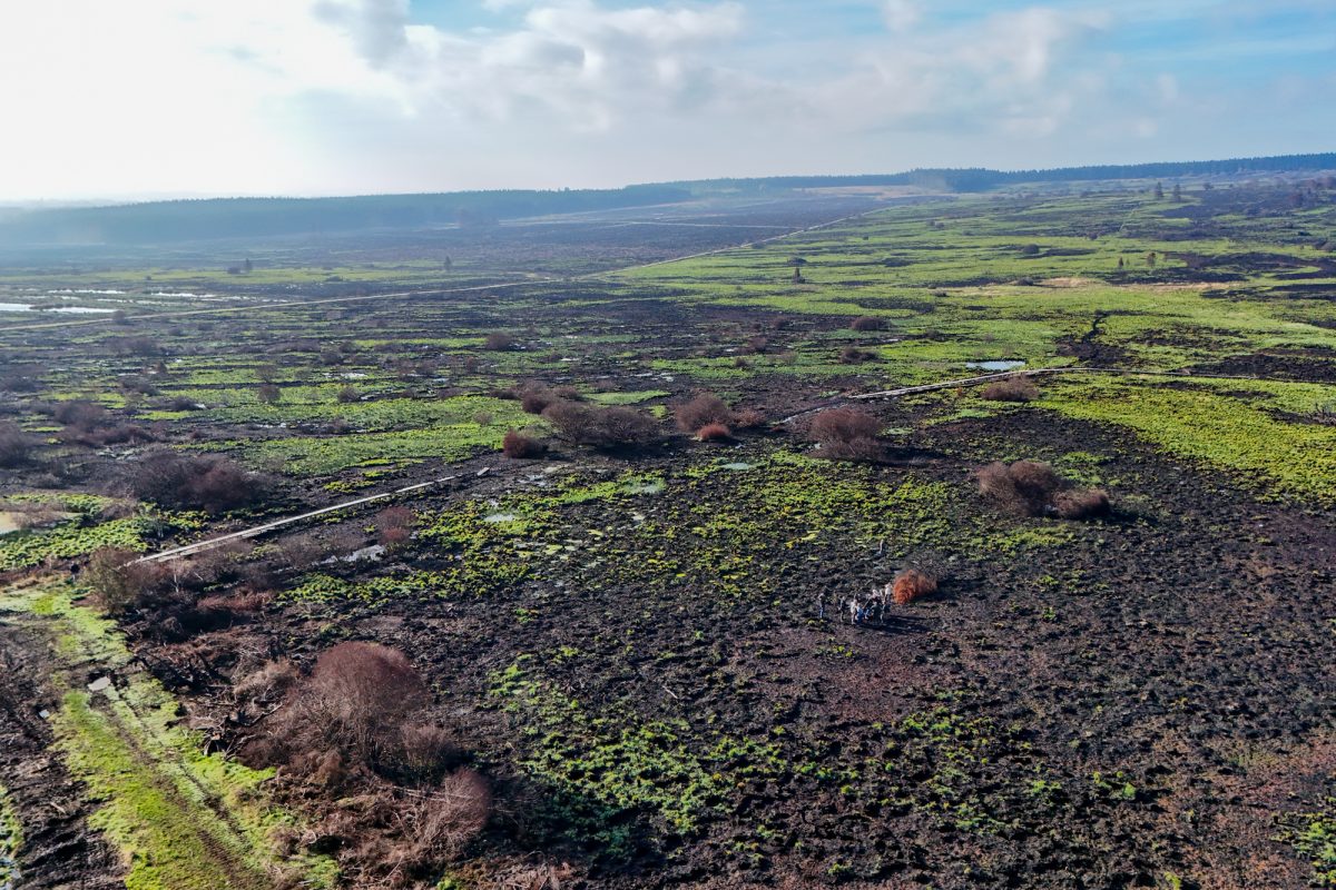 Verbrannte Vennlandschaft, zwischen verkohlten Stellen ist bereits etwas Grün zu sehen