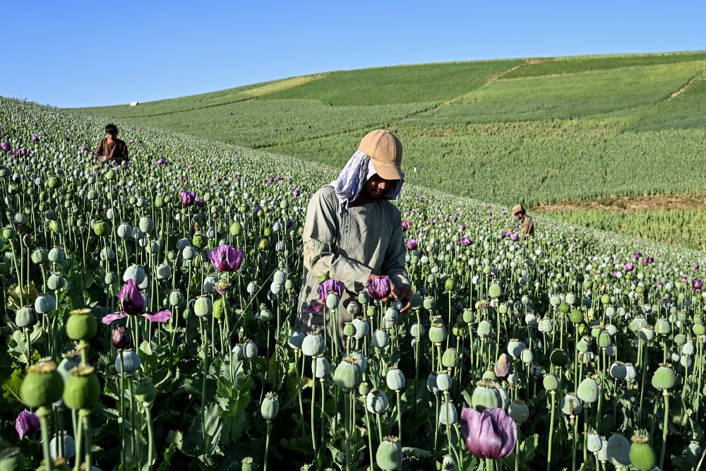 Ein afghanischer Bauer steht in einem Feld und erntet den Saft von Mohnpflanzen