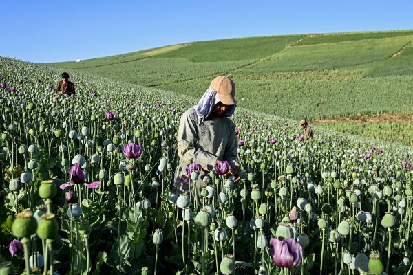 Ein afghanischer Bauer steht in einem Feld und erntet den Saft von Mohnpflanzen