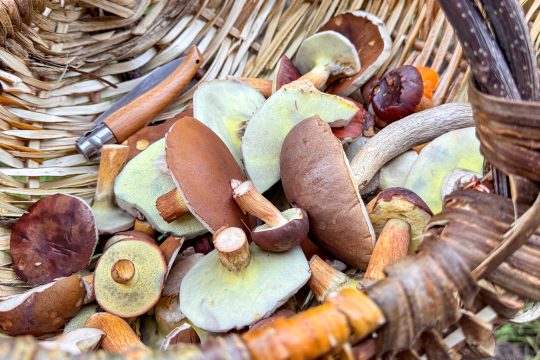Pilze in einem Korb