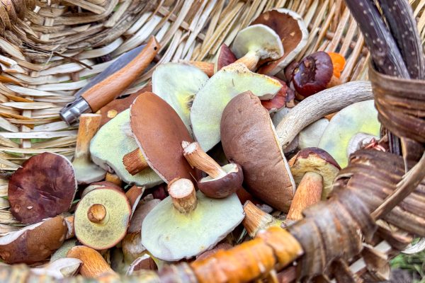 Pilze in einem Korb