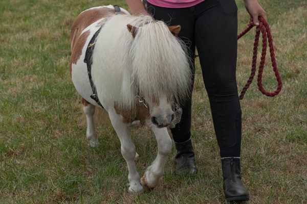Person hält Pony an Leine